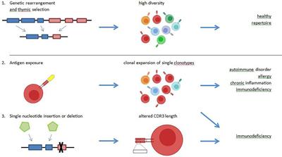 T Cell Repertoire During Ontogeny and Characteristics in Inflammatory Disorders in Adults and Childhood